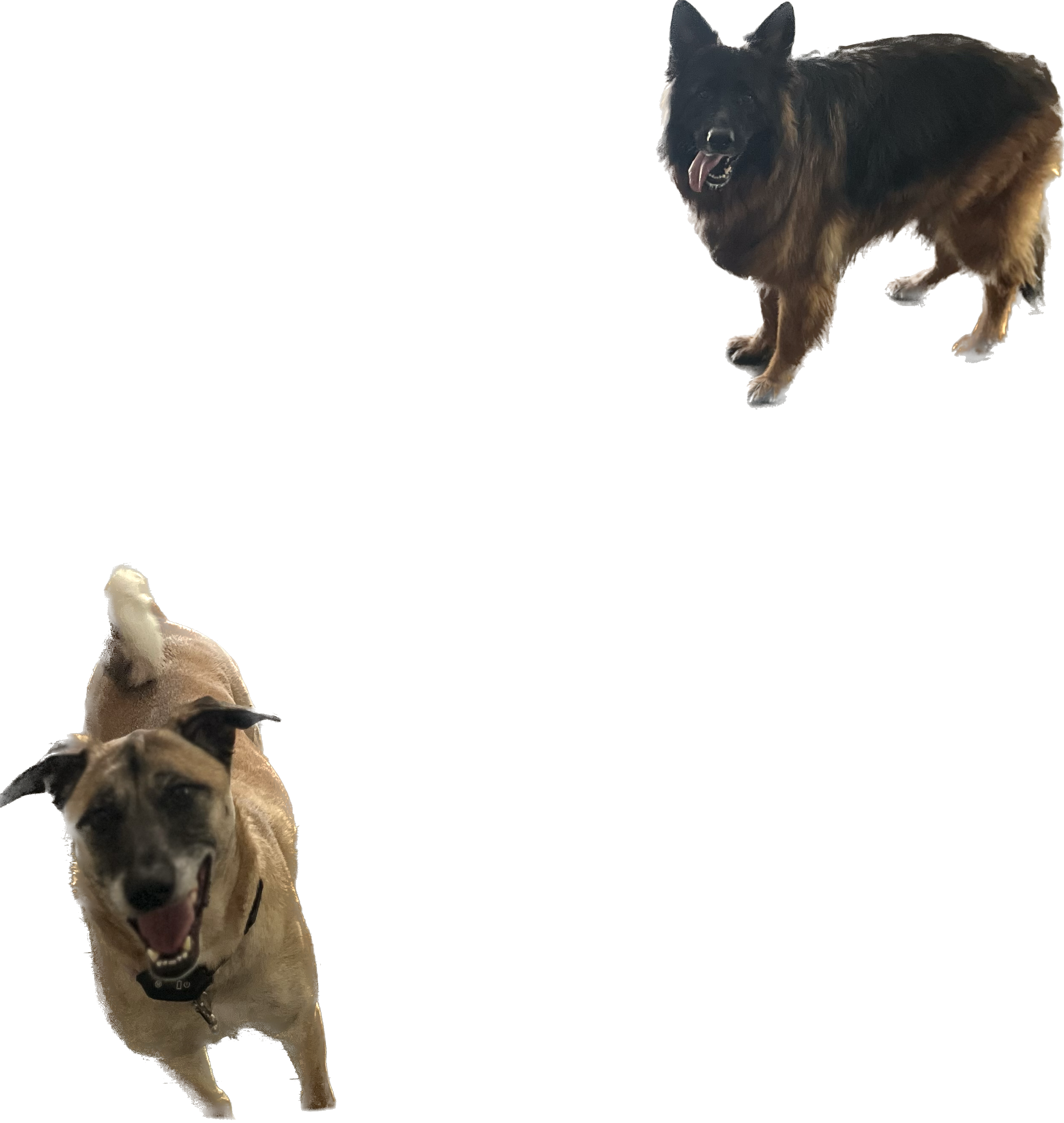 lunalattewalkimg