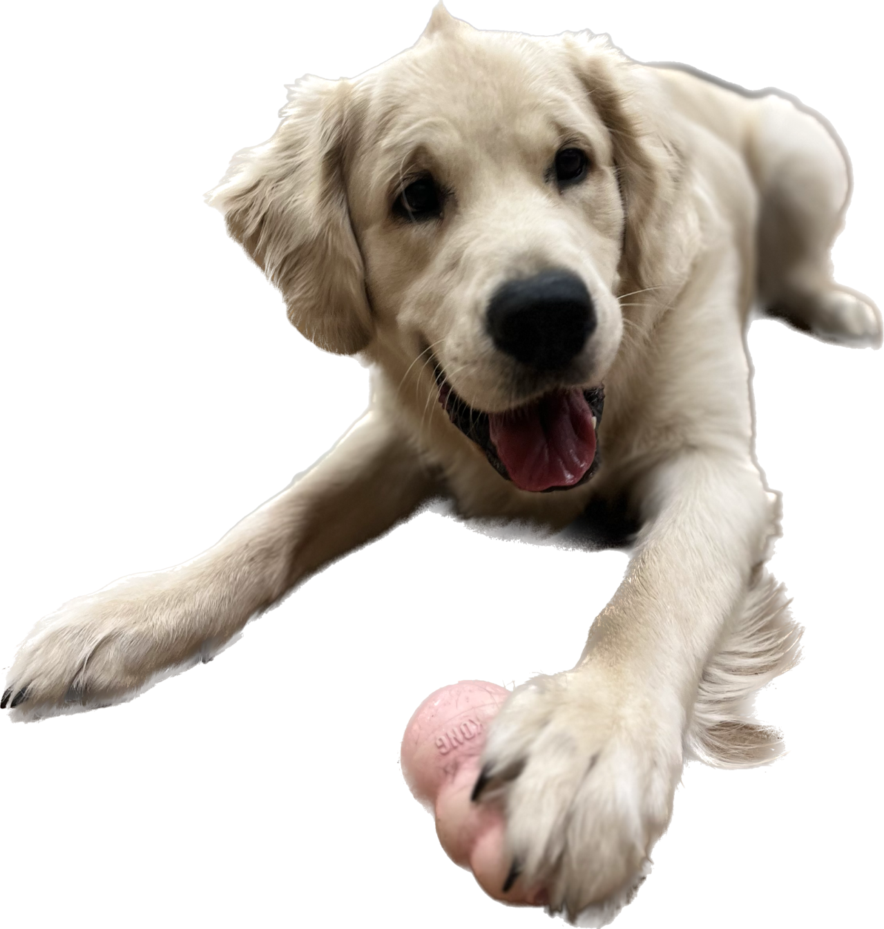 Products Pets Are Family Tommy's Tails Pet Emporium